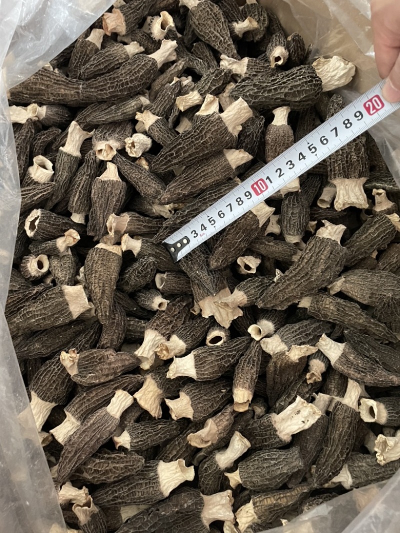 羊肚菌
