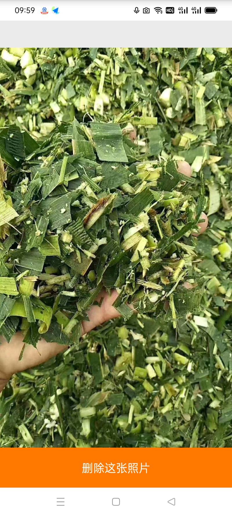 青储，辽宁朝阳北票的青储