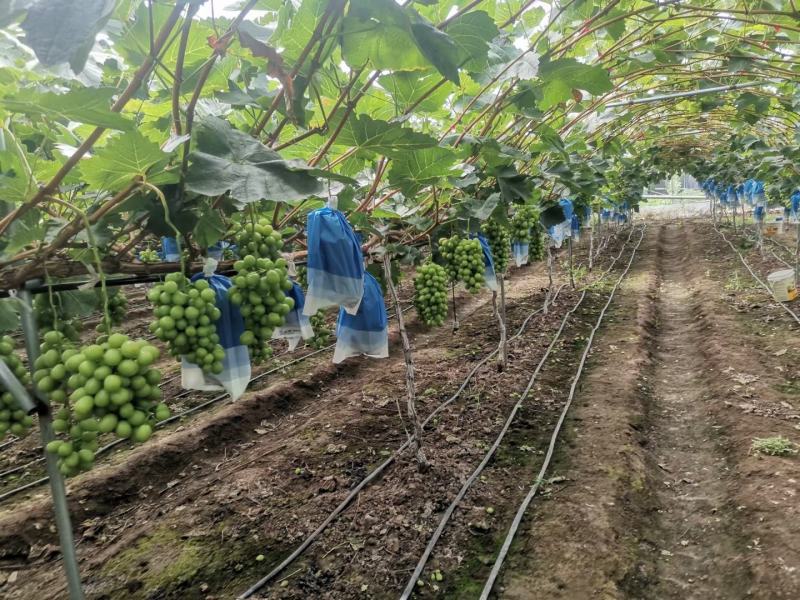 诚信商家，四川西昌阳光玫瑰大量上市欢迎各位老板咨询采购