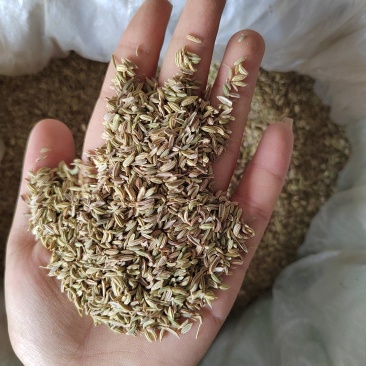 绿色小茴香大料批发质量保证丹丹中药材各种香料