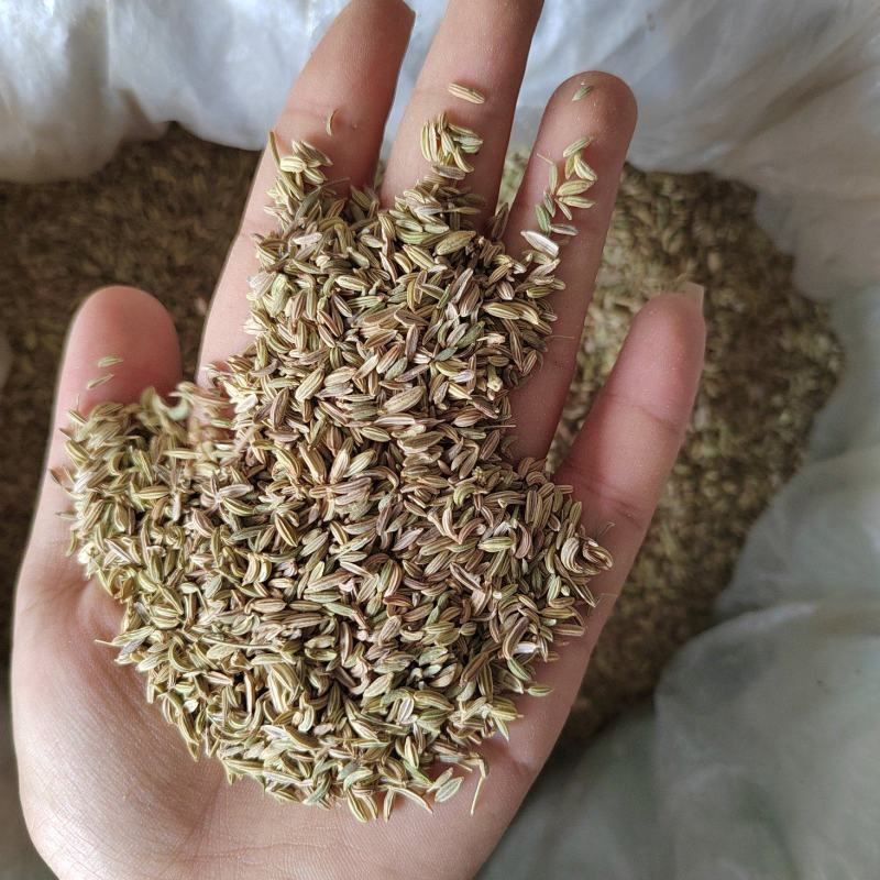绿色小茴香大料批发质量保证丹丹中药材各种香料
