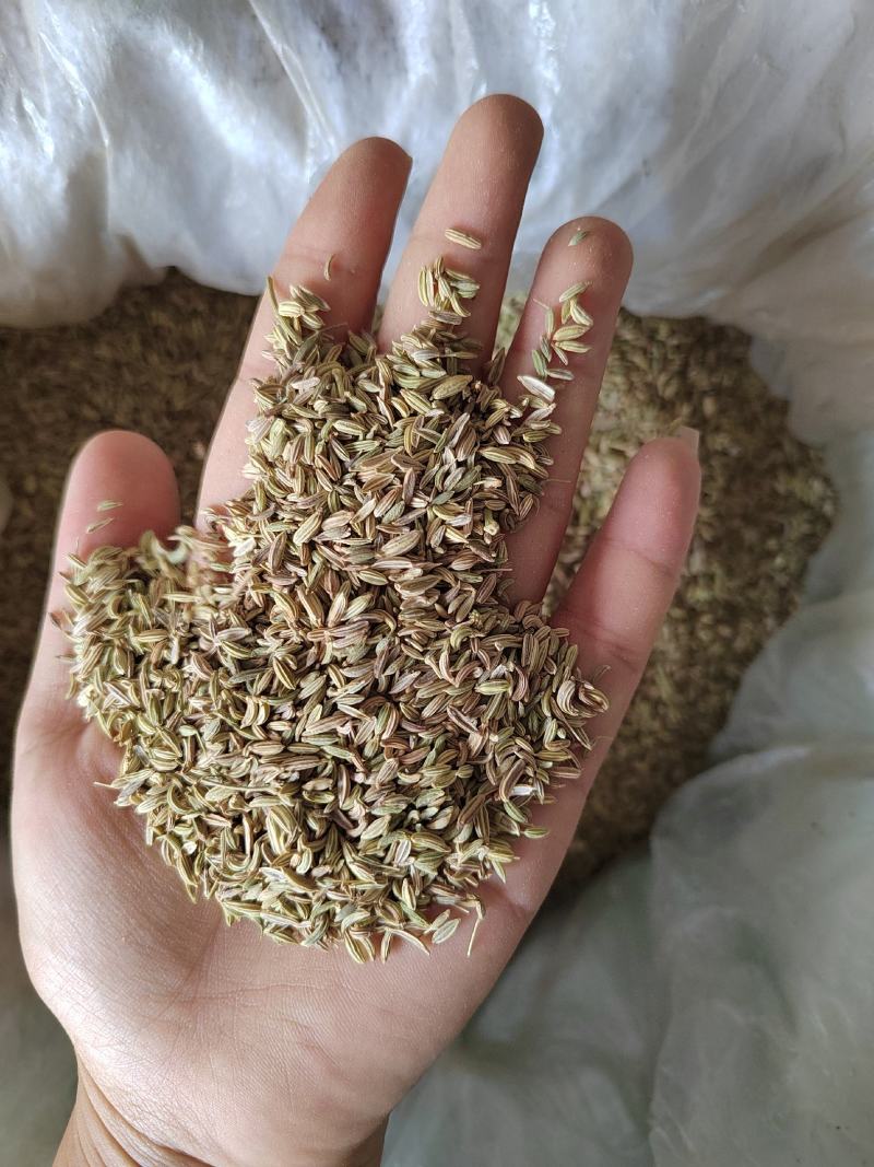 绿色小茴香大料批发质量保证丹丹中药材各种香料