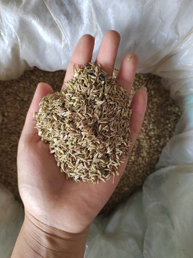绿色小茴香大料批发质量保证丹丹中药材各种香料