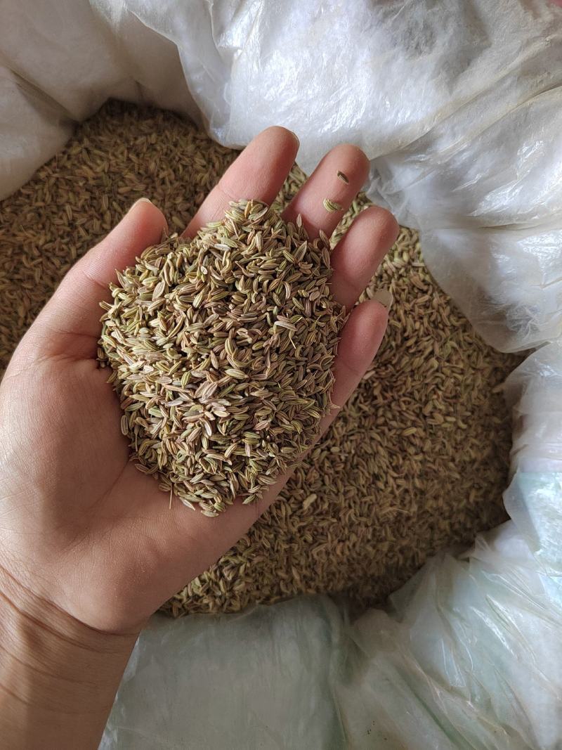 绿色小茴香大料批发质量保证丹丹中药材各种香料