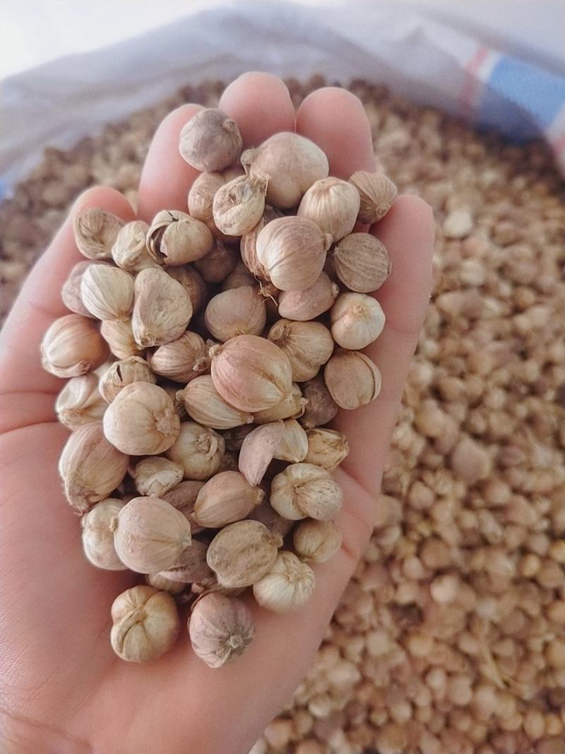 【不满意包退】5斤起批白扣白豆蔻白叩香辛料中药材