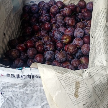 李子苹果