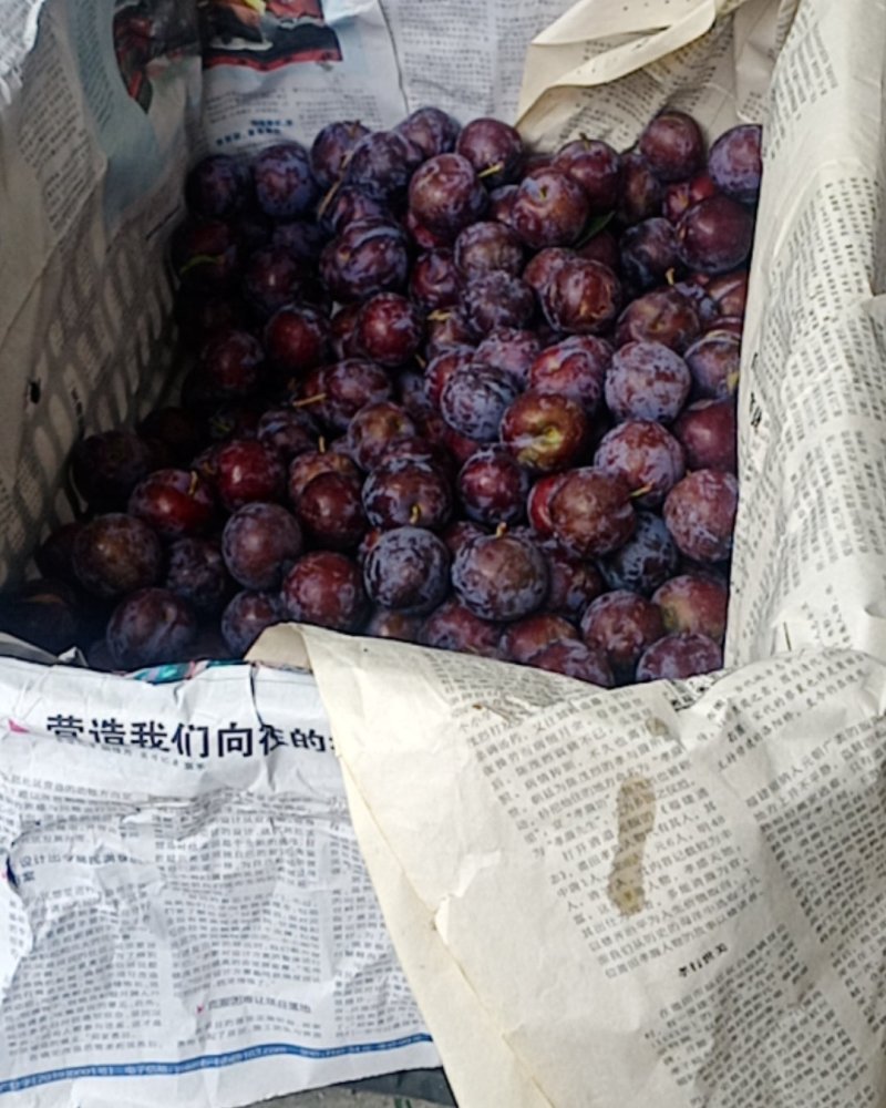 李子苹果