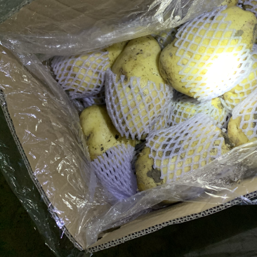 箱装冷库土豆露天新薯上市量大品质非常好，