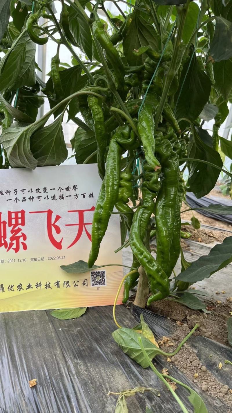 鼎萝飞天绿皮螺丝椒种子全螺结果多抗病肉脆无渣囗感好