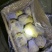 箱装冷库土豆露天新薯上市量大品质非常好，