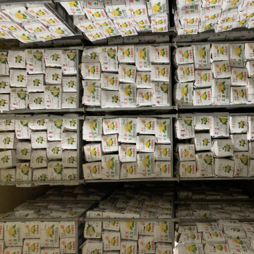 冷库箱装精品露天新薯大量出库质量好