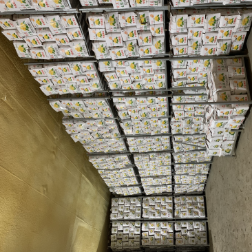 荷兰十五冷库箱装精品露天新薯大量出库
