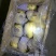荷兰十五冷库箱装精品露天新薯大量出库