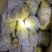 荷兰十五冷库箱装精品露天新薯大量出库