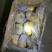 荷兰十五冷库箱装精品露天新薯大量出库