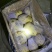 荷兰十五冷库箱装精品露天新薯大量出库