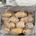 荷兰十五冷库箱装精品露天新薯大量出库