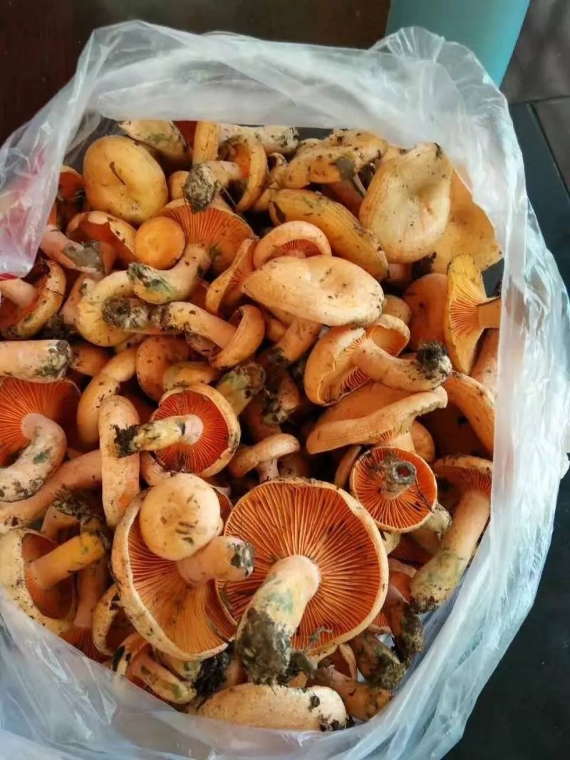 松树菌
