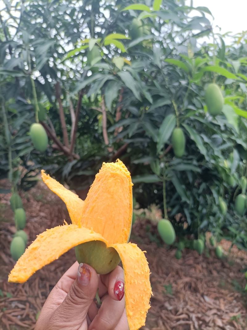 椰香芒口独特，味道香浓，奶香味重