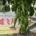 鼎萝飞天绿皮螺丝椒种子全螺结果多抗病肉脆无渣囗感好