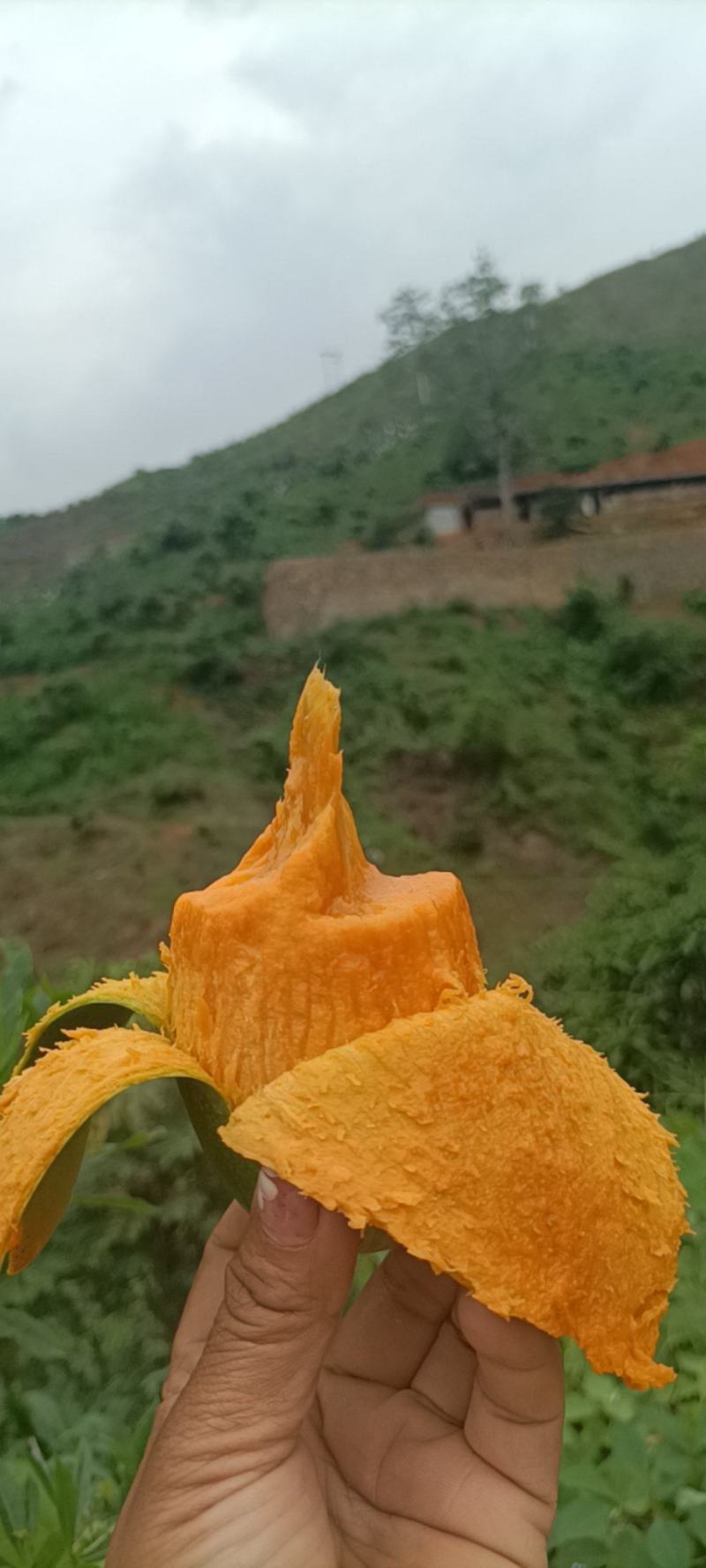 椰香芒口独特，味道香浓，奶香味重