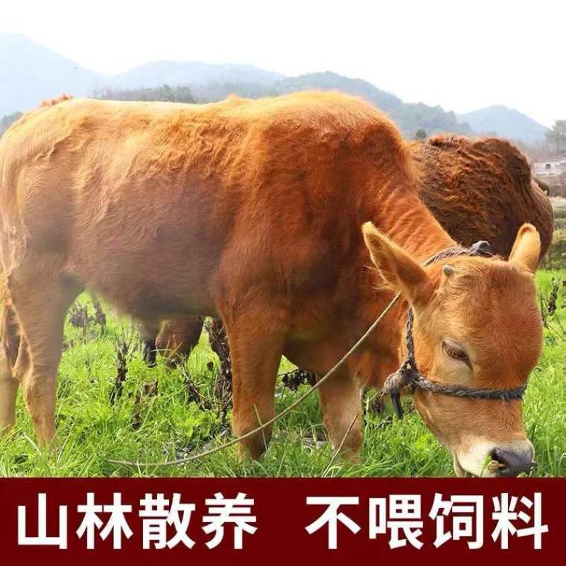 新鲜金钱肚新鲜牛肚子蜂窝肚牛肚批发非全熟金钱肚批发清真牛