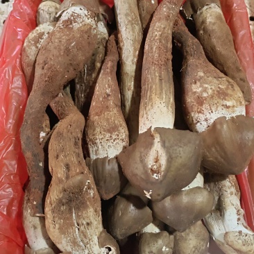 云南本地黑皮鸡枞各种野生菌