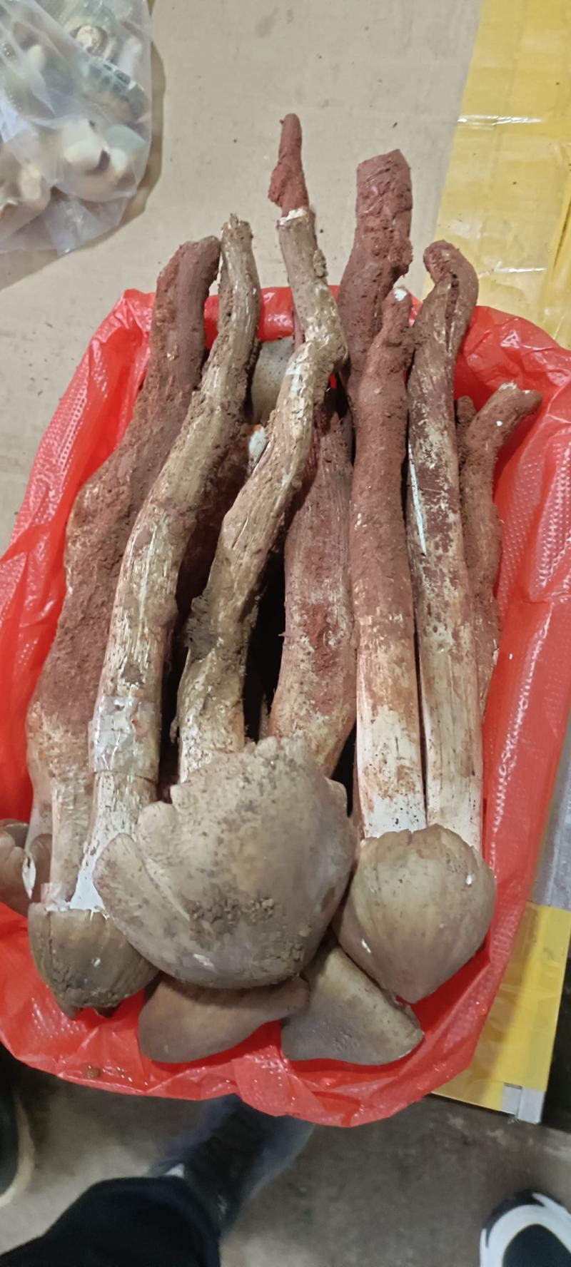 云南本地黑皮鸡枞各种野生菌