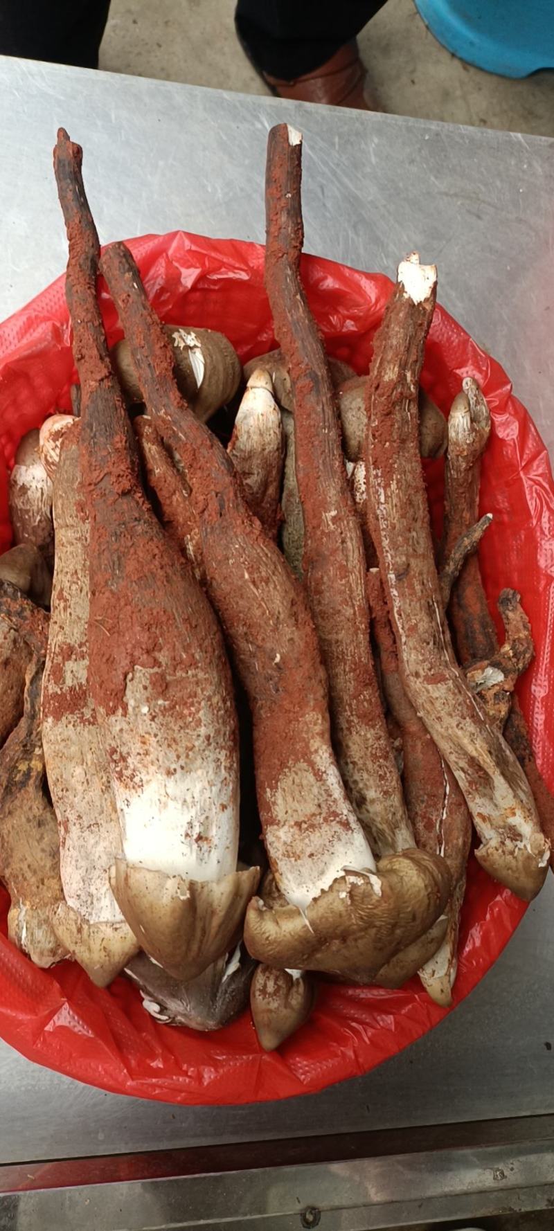 云南本地黑皮鸡枞各种野生菌