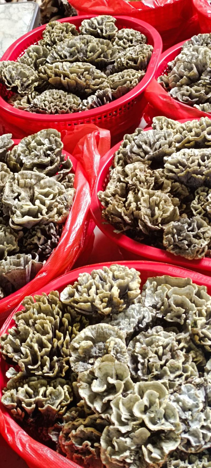 云南本地黑皮鸡枞各种野生菌