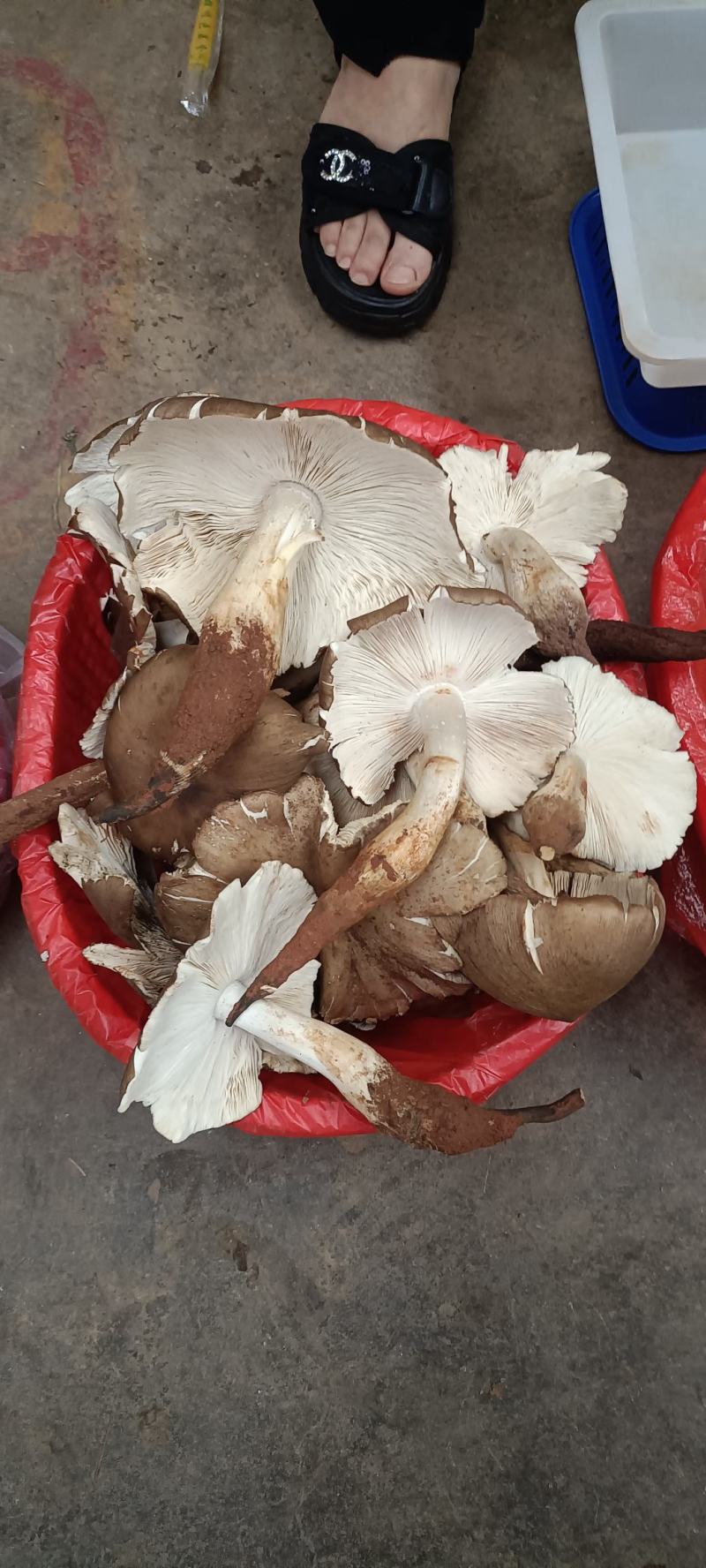 云南本地黑皮鸡枞各种野生菌