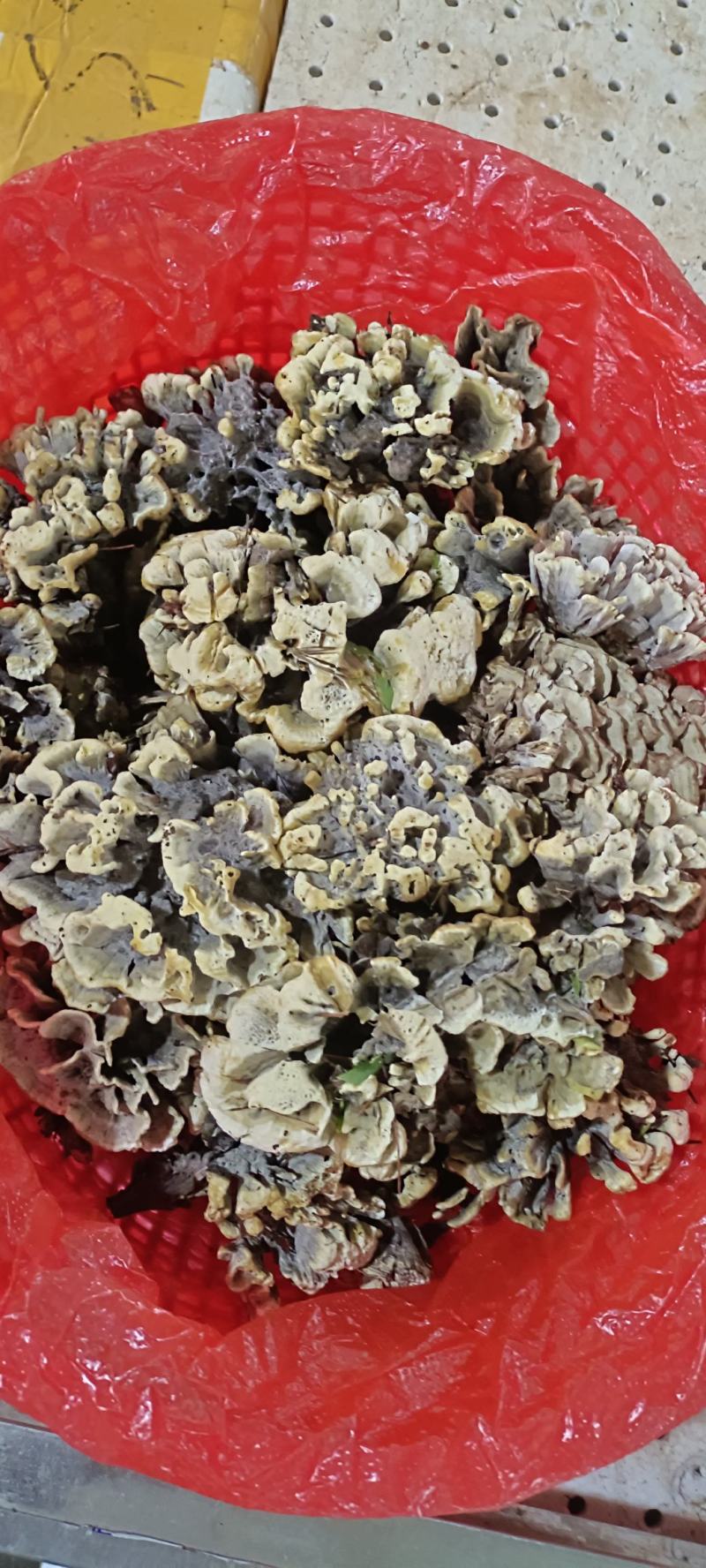 云南本地黑皮鸡枞各种野生菌