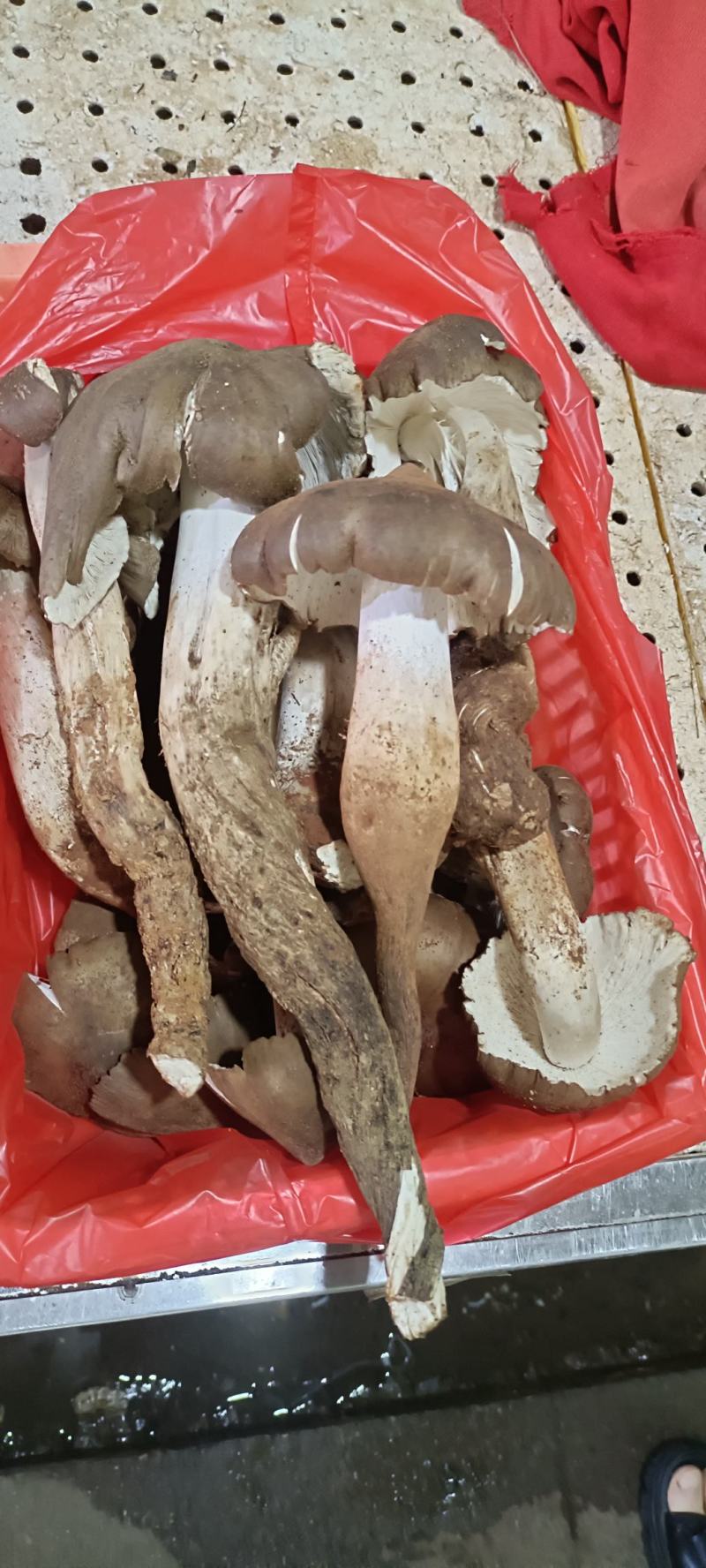 云南本地黑皮鸡枞各种野生菌