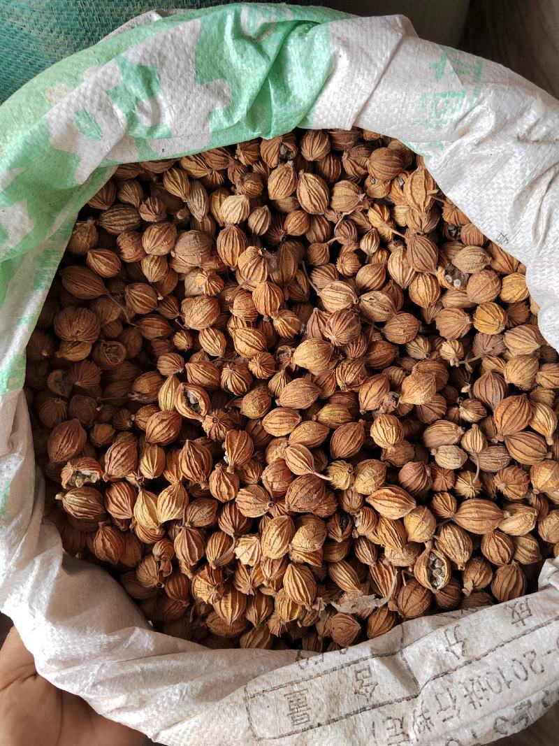 大料批发草果，产地一手货源，有大货，各种香料专营