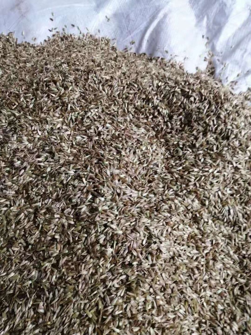 川牛膝种子种苗专业技术指导，合同回收
