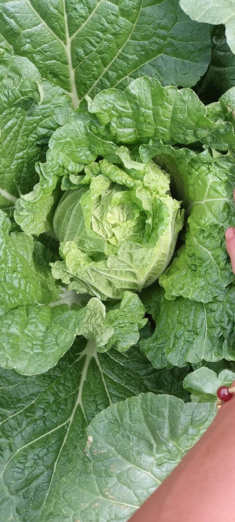 白菜