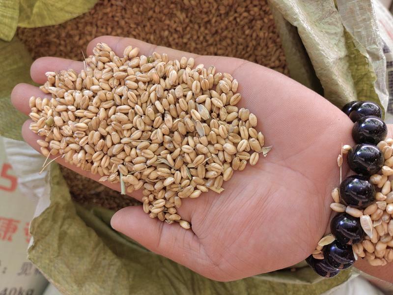 小麦，四川中江本地小麦，干小麦，自产自销
