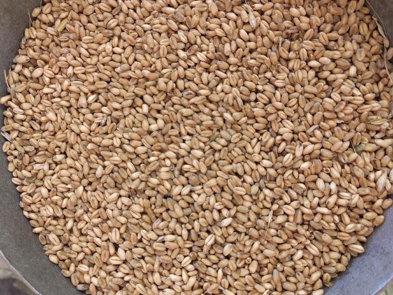 小麦，四川中江本地小麦，干小麦，自产自销