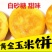 玉米饼杂粮馒头玉米窝窝头粗粮早餐食品半成品食材商用批发多