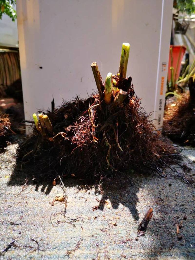 基地直销蕨类植物老桩熟桩异形蕨多头连体蕨批发零售