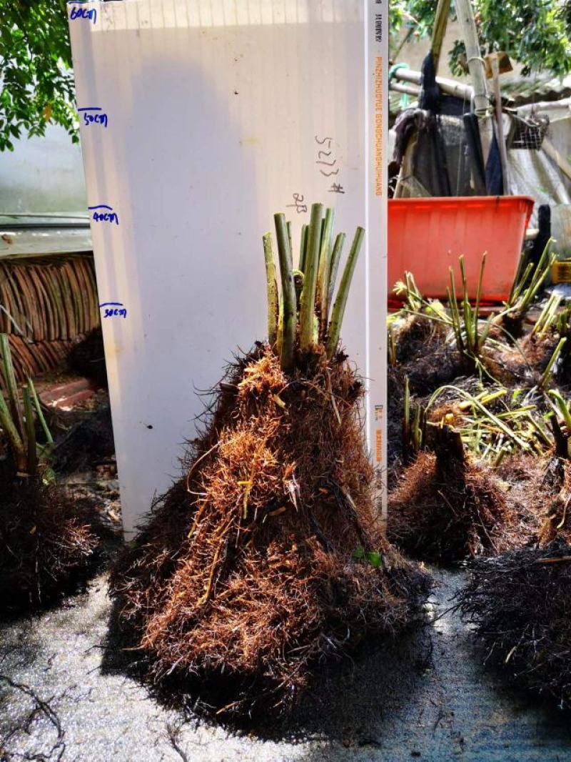 基地直销蕨类植物老桩熟桩异形蕨多头连体蕨批发零售