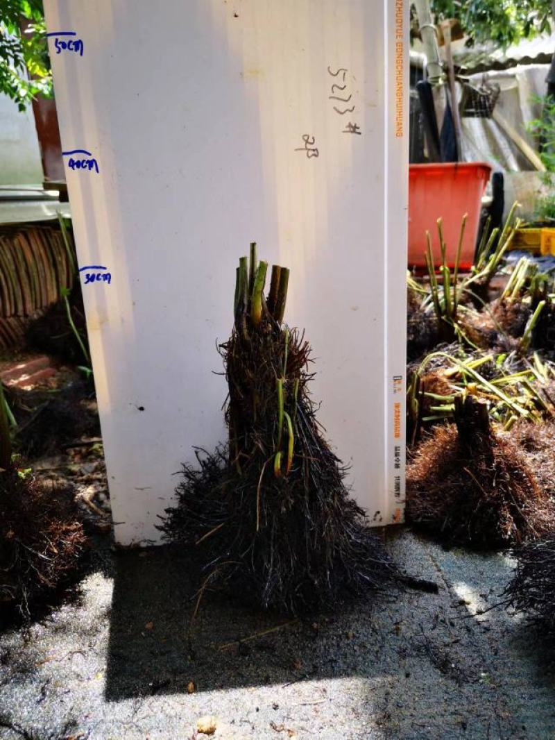 基地直销蕨类植物老桩熟桩异形蕨多头连体蕨批发零售
