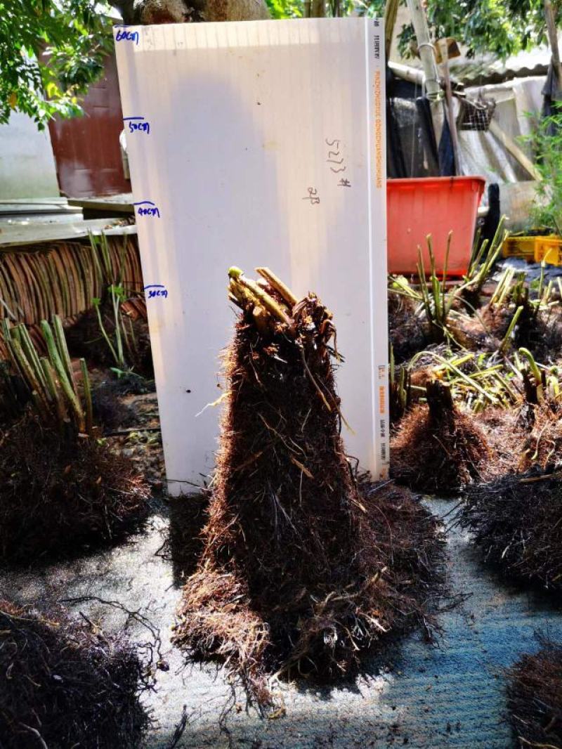 基地直销蕨类植物老桩熟桩异形蕨多头连体蕨批发零售