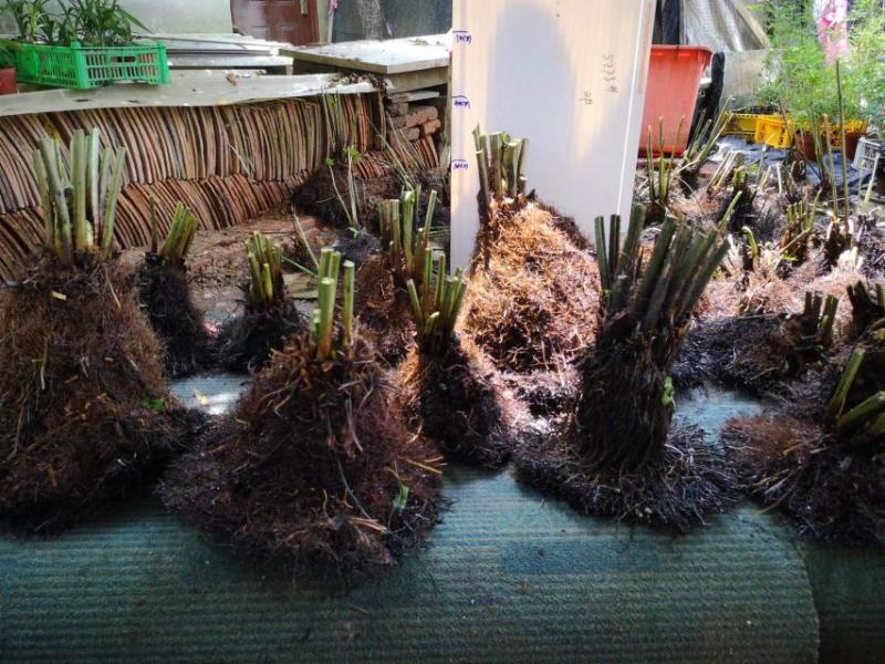 基地直销蕨类植物老桩熟桩异形蕨多头连体蕨批发零售