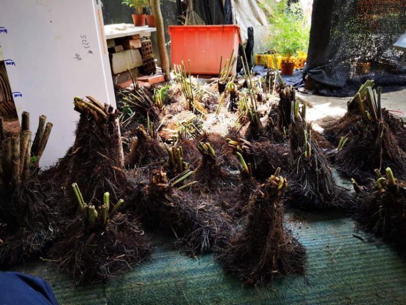 基地直销蕨类植物老桩熟桩异形蕨多头连体蕨批发零售
