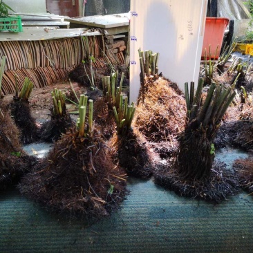基地直销蕨类植物老桩熟桩异形蕨多头连体蕨批发零售