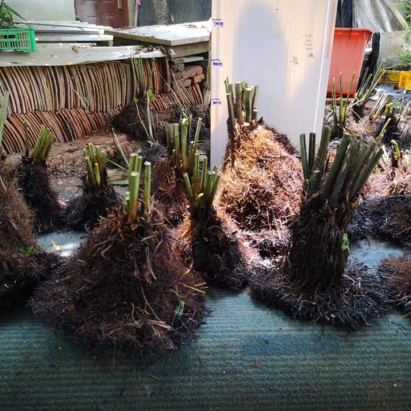 基地直销蕨类植物老桩熟桩异形蕨多头连体蕨批发零售