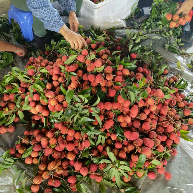 荔枝