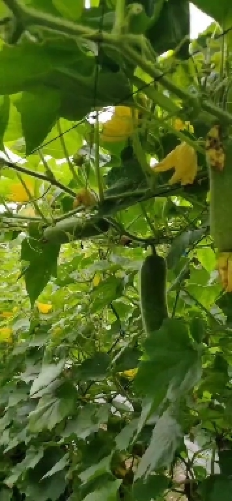 翠林绿肉节瓜苗，翠林绿肉节瓜种子，高产，甜脆，耐运输