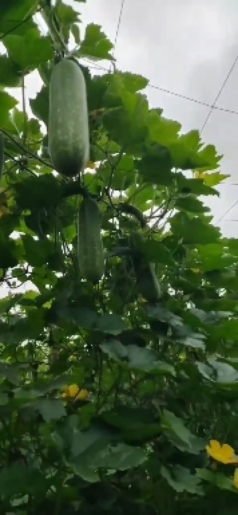 翠林绿肉节瓜苗，翠林绿肉节瓜种子，高产，甜脆，耐运输